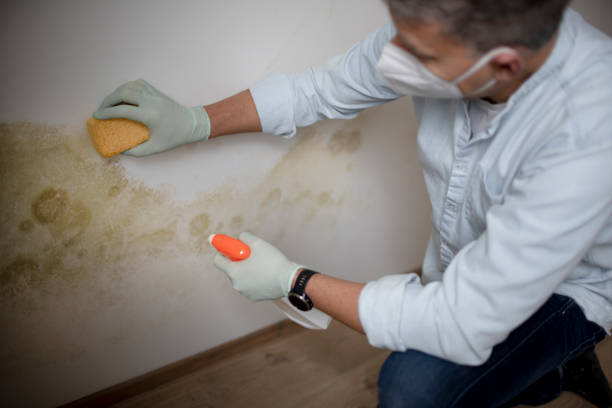 Best HVAC Mold Remediation in Star Valley Ranch, WY