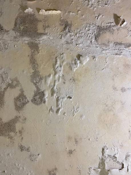 Star Valley Ranch, WY Mold Remediation Company