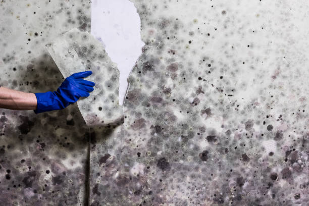 Best DIY Mold Remediation Support Services in Star Valley Ranch, WY